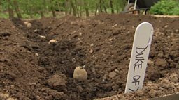 MONTY’S POTATOES