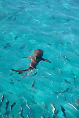 Blacktip reef shark
