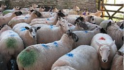 Can you work out how many lambs these ewes are carrying?