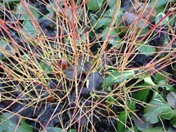 Cornus "Dogwood"