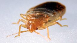 Bed Bug