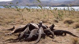 Komodo dragons feed
