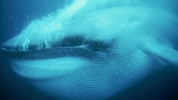 Blue whale feeding, Mexico