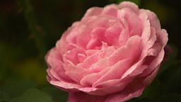 ROSES: CLIMBERS & RAMBLERS