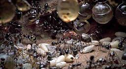 Inside the honey ant nest