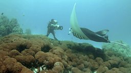 Photo: Manta ray at cleaning station