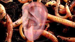 Earworms