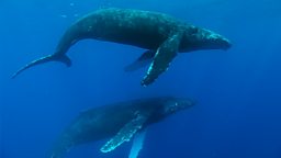 Whale music
