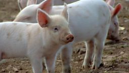 Pig Academy