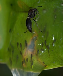 Tadpoles for Tea