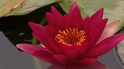 WATERLILIES
