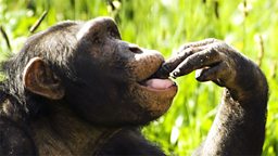 Photo: Liberius the chimp