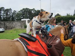 Dog on horse