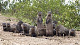 Photo: The Banded Brothers gang