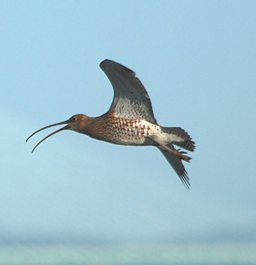 Curlew