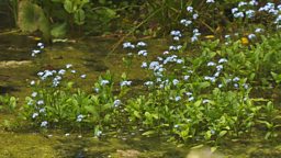 POND CARE