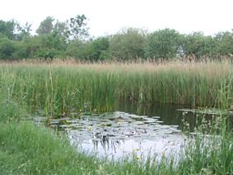 Reeds lining the lode at Wicken Fen
