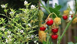 When Bob met James Wong: Litchi Tomato, Solanum sisimbrifolium