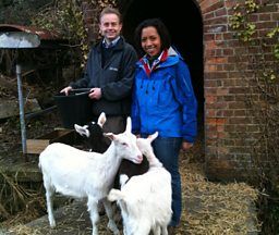 Goats