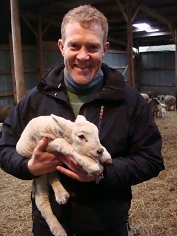 Lambs on Adam’s Farm