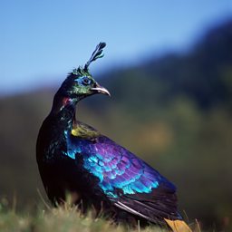 MONAL PHEASANT
