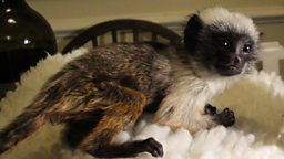 Pied tamarin