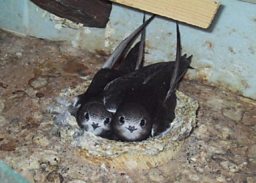 Swifts in a nest