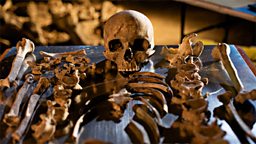 Photo: Skeleton