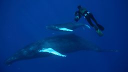 Humpback whales in Hawaii