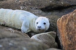 Grey Seal