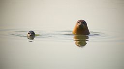 Photo: Seals