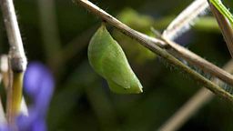 Speckled wood chrysalis
