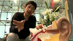 Dr Yan's excruciating sound