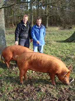 Adam And The Woodland Pigs