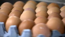 Battery hens