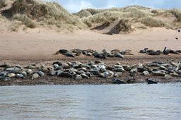 Seals on the Ythan Estuary