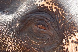 THE EYE OF ROOPKALI