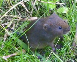 A baby water vole