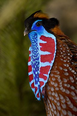 TEMMINCK'S TRAGOPAN