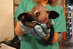 Aye-aye