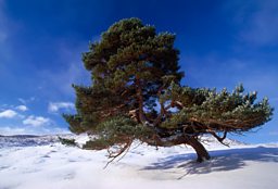Scots Pine