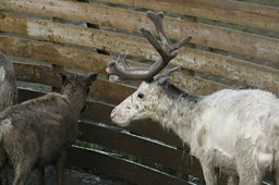 Reindeer Herding in Norway