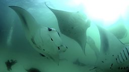 Photo: Manta group