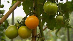 MONTY’S VEG