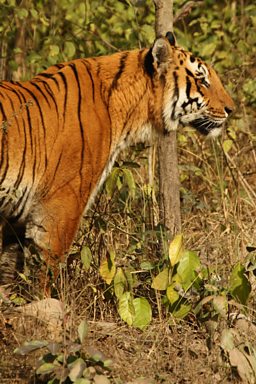 Close-up of Bengal Tiger