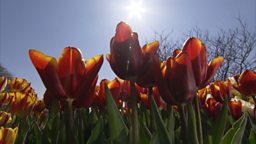April In Bloom – Tulips