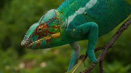 Panther chameleon