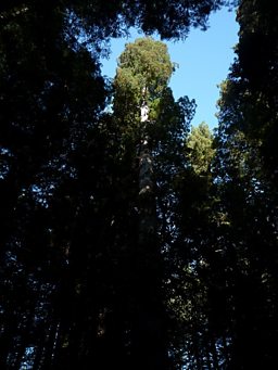 Emerald Giant