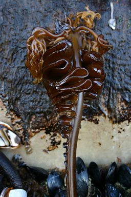 Brown seaweed