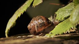 SLUG AND SNAIL RESISTANT PLANTS